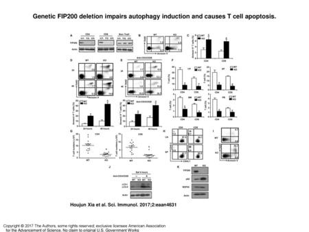 Genetic FIP200 deletion impairs autophagy induction and causes T cell apoptosis. Genetic FIP200 deletion impairs autophagy induction and causes T cell.