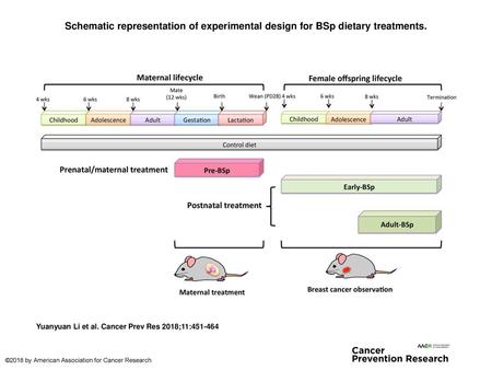 Schematic representation of experimental design for BSp dietary treatments. Schematic representation of experimental design for BSp dietary treatments.