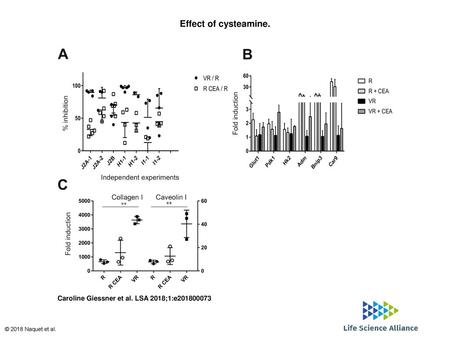Effect of cysteamine. Effect of cysteamine. (A) Comparative inhibitory effect of Vnn1 transfection versus cysteamine (CEA) administration (120 mg/kg i.p.)