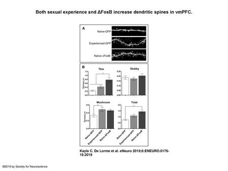 Both sexual experience and ΔFosB increase dendritic spines in vmPFC.
