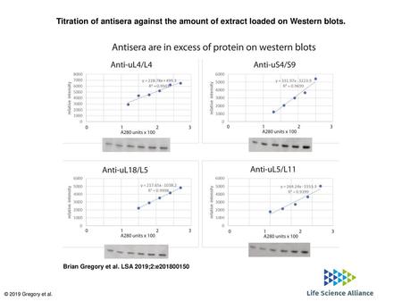 Titration of antisera against the amount of extract loaded on Western blots. Titration of antisera against the amount of extract loaded on Western blots.