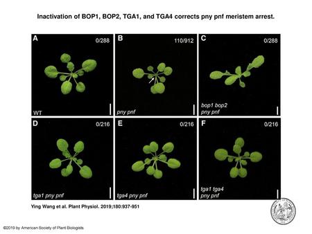 Inactivation of BOP1, BOP2, TGA1, and TGA4 corrects pny pnf meristem arrest. Inactivation of BOP1, BOP2, TGA1, and TGA4 corrects pny pnf meristem arrest.