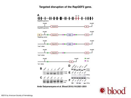 Targeted disruption of the RapGEF2 gene.