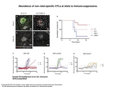 Abundance of non–islet-specific CTLs at islets is immune-suppressive.
