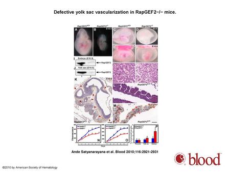 Defective yolk sac vascularization in RapGEF2−/− mice.