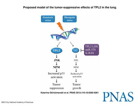 Proposed model of the tumor-suppressive effects of TPL2 in the lung.