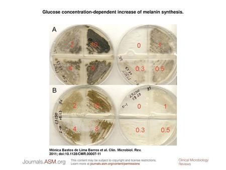 Glucose concentration-dependent increase of melanin synthesis.