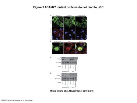 Figure 3 ADAM22 mutant proteins do not bind to LGI1