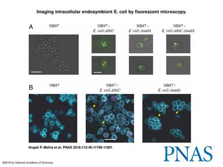 Imaging intracellular endosymbiont E. coli by fluorescent microscopy.