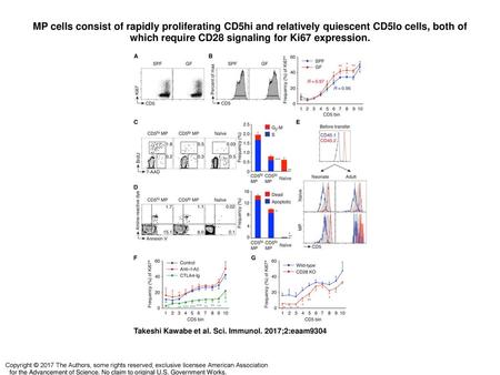 MP cells consist of rapidly proliferating CD5hi and relatively quiescent CD5lo cells, both of which require CD28 signaling for Ki67 expression. MP cells.