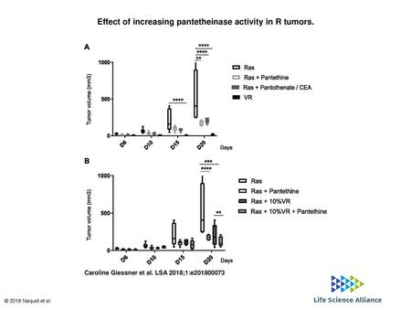 Effect of increasing pantetheinase activity in R tumors.
