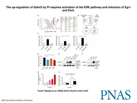 The up-regulation of Galnt3 by Pi requires activation of the ERK pathway and induction of Egr1 and Etv5. The up-regulation of Galnt3 by Pi requires activation.