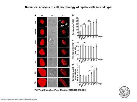 Numerical analysis of cell morphology of tapetal cells in wild type.