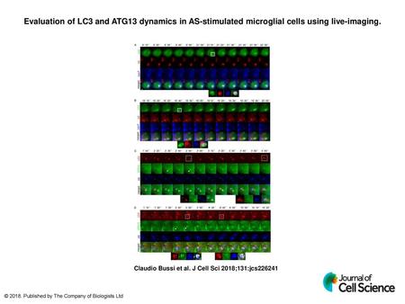 Evaluation of LC3 and ATG13 dynamics in AS-stimulated microglial cells using live-imaging. Evaluation of LC3 and ATG13 dynamics in AS-stimulated microglial.