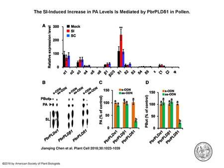 The SI-Induced Increase in PA Levels Is Mediated by PbrPLDδ1 in Pollen