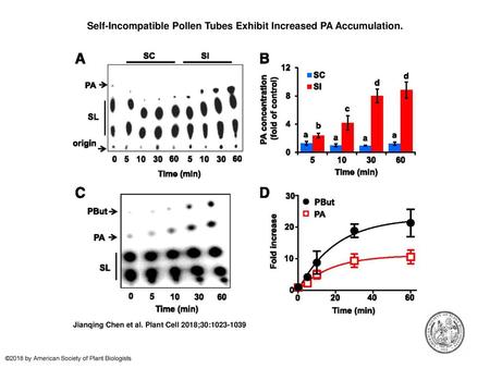 Self-Incompatible Pollen Tubes Exhibit Increased PA Accumulation.
