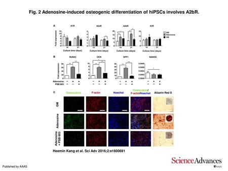 Adenosine-induced osteogenic differentiation of hiPSCs involves A2bR