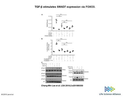 TGF-β stimulates SMAD7 expression via FOXO3.