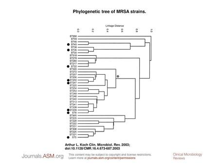 Phylogenetic tree of MRSA strains.