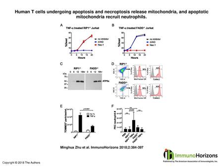 Human T cells undergoing apoptosis and necroptosis release mitochondria, and apoptotic mitochondria recruit neutrophils. Human T cells undergoing apoptosis.