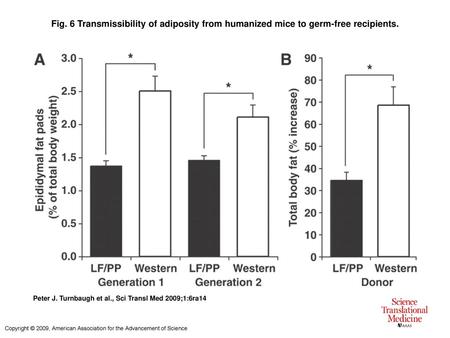 Fig. 6 Transmissibility of adiposity from humanized mice to germ-free recipients. Transmissibility of adiposity from humanized mice to germ-free recipients.