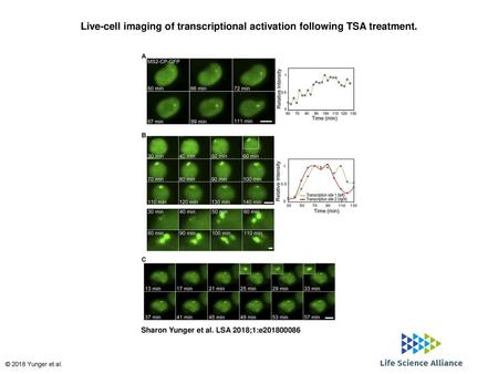 Live-cell imaging of transcriptional activation following TSA treatment. Live-cell imaging of transcriptional activation following TSA treatment. (A) Frames.