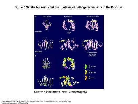 Figure 3 Similar but restricted distributions of pathogenic variants in the P domain Similar but restricted distributions of pathogenic variants in the.