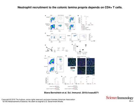 Neutrophil recruitment to the colonic lamina propria depends on CD4+ T cells. Neutrophil recruitment to the colonic lamina propria depends on CD4+ T cells.