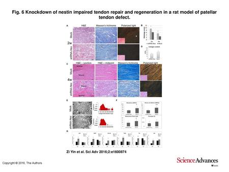 Fig. 6 Knockdown of nestin impaired tendon repair and regeneration in a rat model of patellar tendon defect. Knockdown of nestin impaired tendon repair.