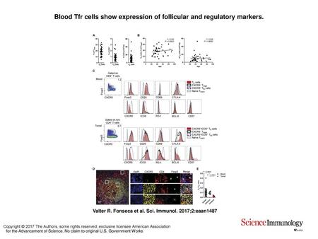 Blood Tfr cells show expression of follicular and regulatory markers.