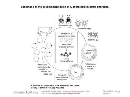 Schematic of the development cycle of A. marginale in cattle and ticks