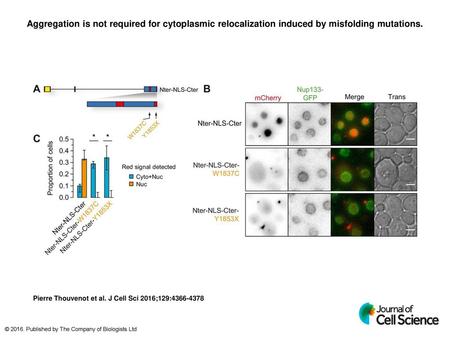 Aggregation is not required for cytoplasmic relocalization induced by misfolding mutations. Aggregation is not required for cytoplasmic relocalization.