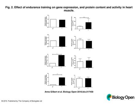 Fig. 2. Effect of endurance training on gene expression, and protein content and activity in heart muscle. Effect of endurance training on gene expression,