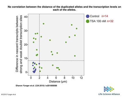 No correlation between the distance of the duplicated alleles and the transcription levels on each of the alleles. No correlation between the distance.