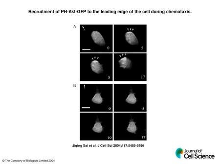 Recruitment of PH-Akt-GFP to the leading edge of the cell during chemotaxis. Recruitment of PH-Akt-GFP to the leading edge of the cell during chemotaxis.