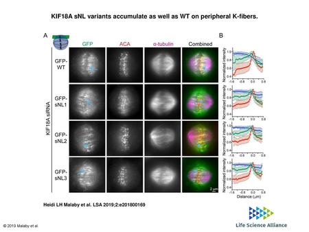 KIF18A sNL variants accumulate as well as WT on peripheral K-fibers.