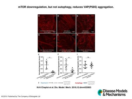 mTOR downregulation, but not autophagy, reduces VAP(P58S) aggregation.