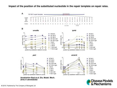 Impact of the position of the substituted nucleotide in the repair template on repair rates. Impact of the position of the substituted nucleotide in the.