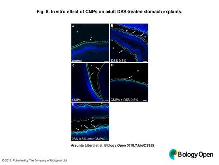 Fig. 8. In vitro effect of CMPs on adult DSS-treated stomach explants.