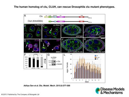The human homolog of clu, CLUH, can rescue Drosophila clu mutant phenotypes. The human homolog of clu, CLUH, can rescue Drosophila clu mutant phenotypes.