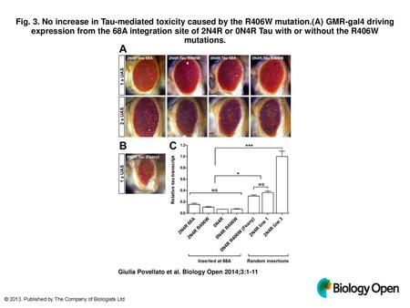 Fig. 3. No increase in Tau-mediated toxicity caused by the R406W mutation.(A) GMR-gal4 driving expression from the 68A integration site of 2N4R or 0N4R.