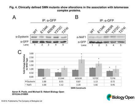 Fig. 4. Clinically defined SMN mutants show alterations in the association with telomerase complex proteins. Clinically defined SMN mutants show alterations.