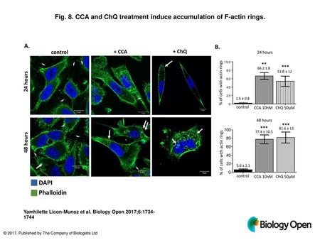 Fig. 8. CCA and ChQ treatment induce accumulation of F-actin rings.
