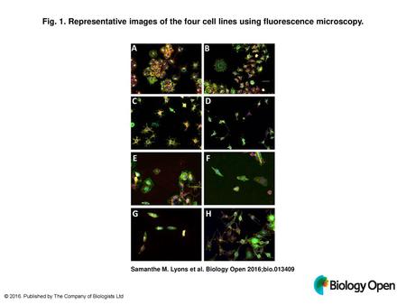Fig. 1. Representative images of the four cell lines using fluorescence microscopy. Representative images of the four cell lines using fluorescence microscopy.