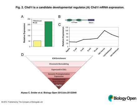 Fig. 2. Chd1l is a candidate developmental regulator
