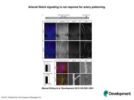 Arterial Notch signaling is not required for artery patterning.