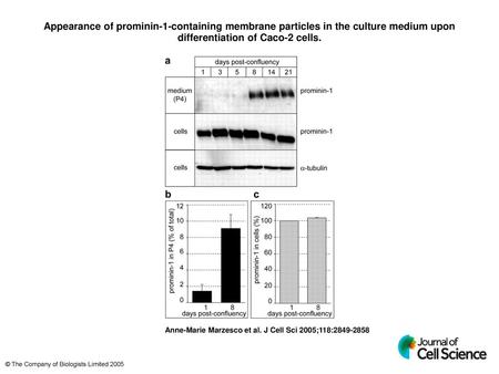 Appearance of prominin-1-containing membrane particles in the culture medium upon differentiation of Caco-2 cells. Appearance of prominin-1-containing.