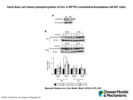 VacA does not induce phosphorylation of Src in RPTPα constitutive-knockdown AZ-521 cells. VacA does not induce phosphorylation of Src in RPTPα constitutive-knockdown.