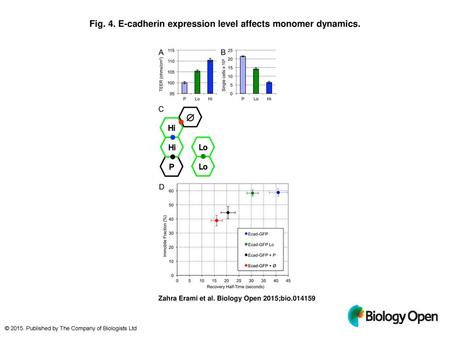 Fig. 4. E-cadherin expression level affects monomer dynamics.