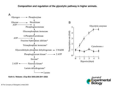 Composition and regulation of the glycolytic pathway in higher animals